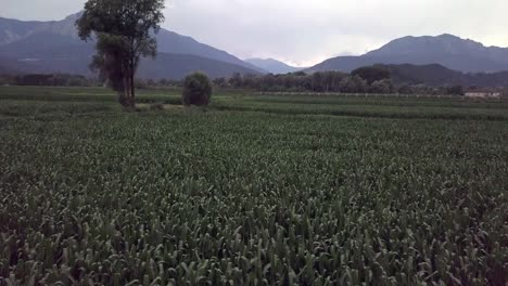 Clip-De-Tipo-De-Revelación-Aérea-De-Un-Campo-Agrícola-En-Levico-Terme,-Italia,-Durante-El-Amanecer-Con-Un-Dron-Volando-Hacia-Adelante-A-Baja-Altura