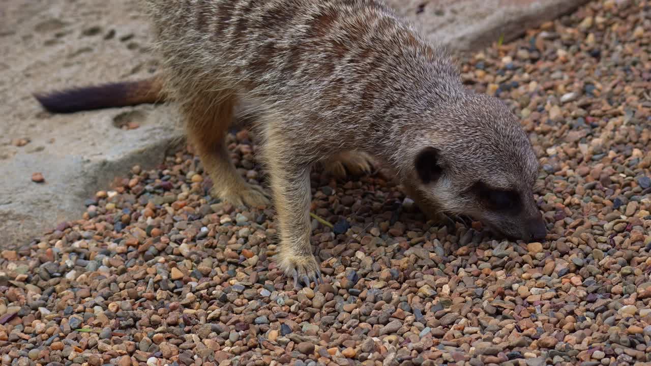 Un suricato (suricata suricatta) intento a cercare cibo sul terreno, scatto ravvicinato