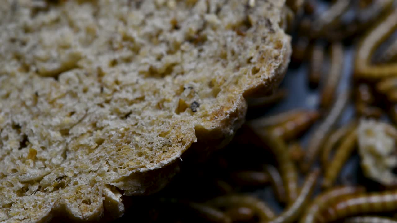 밀웜은 물고기, 뱀, 새, 개구리와 같은 애완동물에게 먹이를 주는 데 사용되는 딱정벌레의 일종입니다.