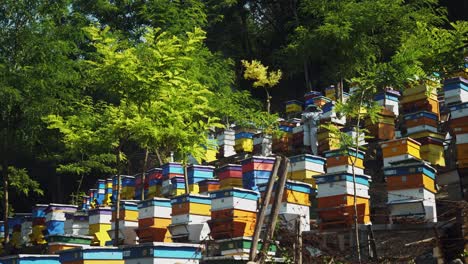 bee keepers taking honey among swarms of bees and multi colourful beehives on steep sided apiary