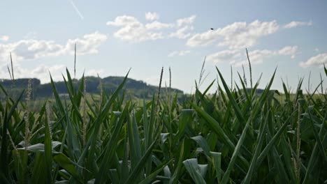 Un-Campo-De-Maíz-En-Suiza