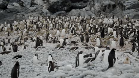 penguins in antarctica in big group