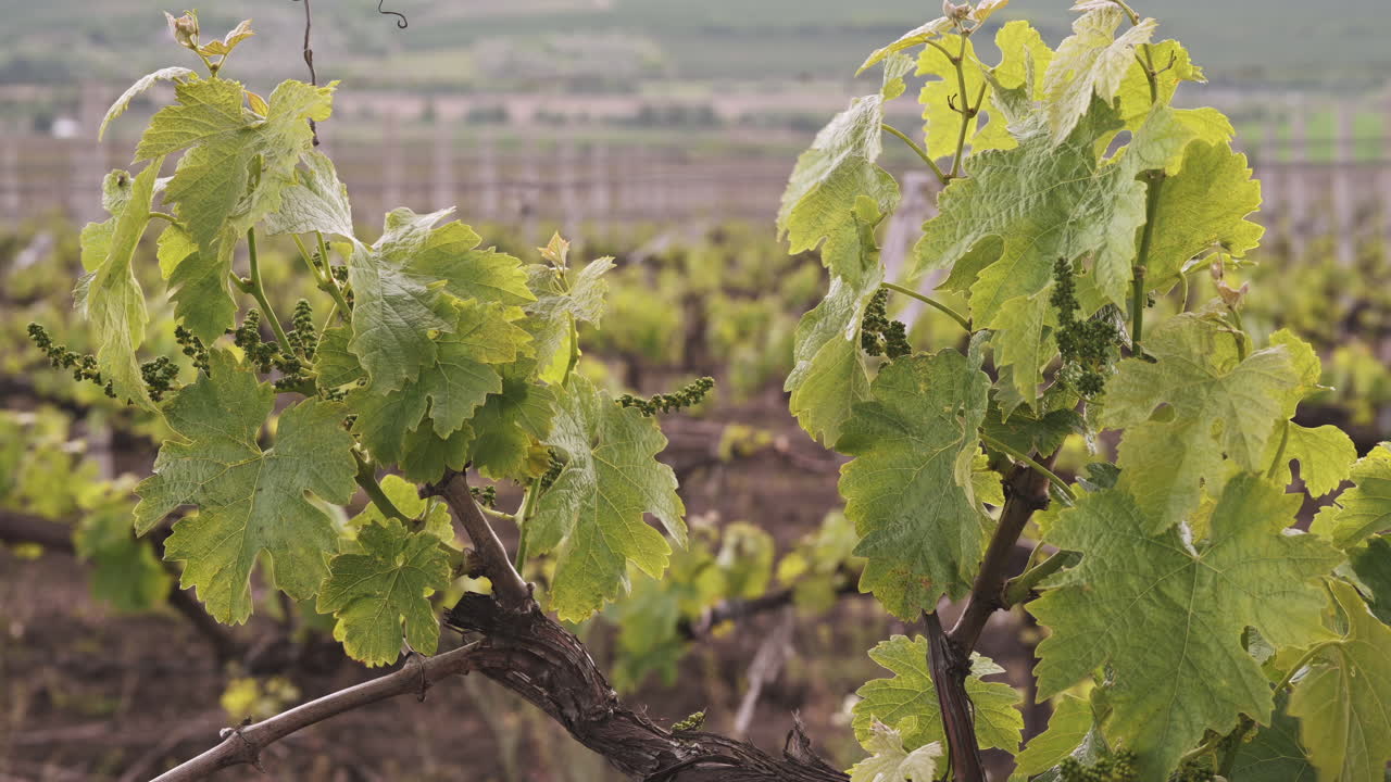 View of vineyard rows with young green grape leaves in spring