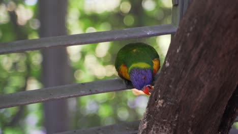 colorful rainbow lorikeet gnaw a tree