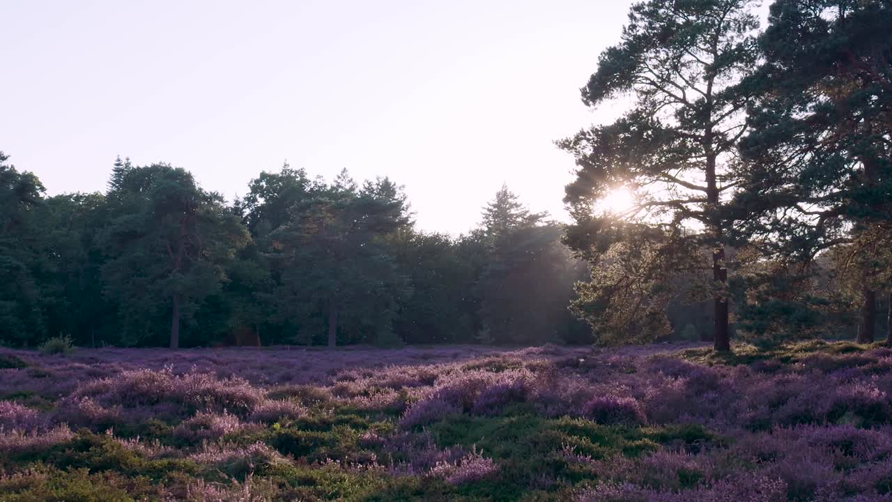 Sunlight over a Purple Heather Field in a Forest