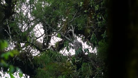 The-Philippine-Eagle-also-known-as-the-Monkey-eating-Eagle-is-critically-endangered-and-can-live-for-sixty-years-feeding-on-Monkeys,-Flying-Lemurs,-and-small-mammals-as-an-opportunist-Bird-of-Prey