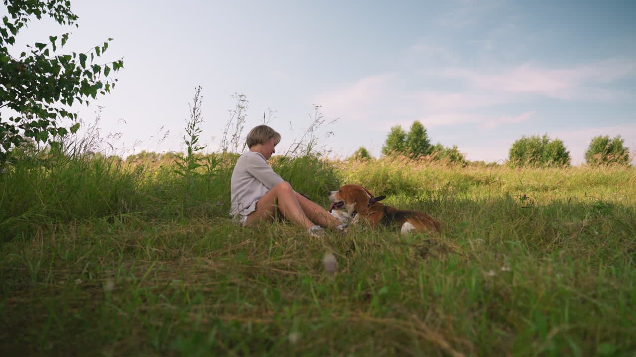 любитель домашних животных сидит на травяном поле, потирая шею одной собаки, в то время как она счастливо лежит на земле, а другие собаки смотрят, в солнечной, естественной обстановке на открытом воздухе, окруженной зелеными полями и деревьями.