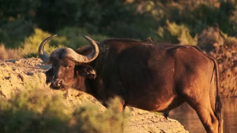 a lone buffalo leaving a watering hole at golden hour