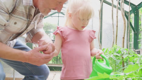 grandfather with granddaughter watering tomato plants in greenhouse with watering can together