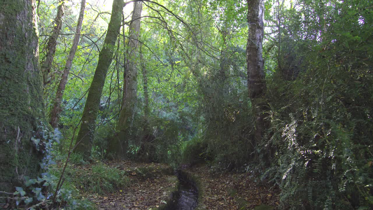 Ruscello che scorre attraverso una zona boscosa