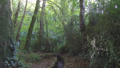 Stream-flowing-through-a-wooded-area