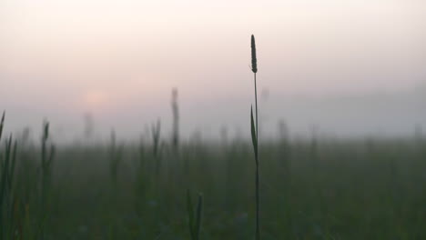 Mañana-Tranquila-Escena-De-Pradera-Brumosa,-Espacio-De-Copia,-Primer-Plano