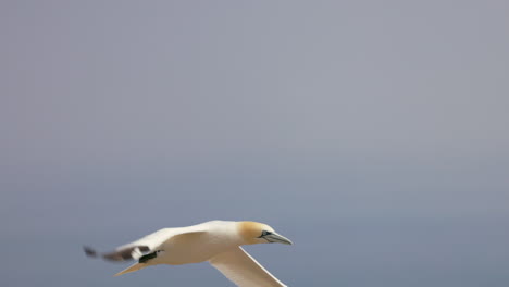 northern gannet in flight with a blue sky background at ile bonaventure in percé, québec, canada