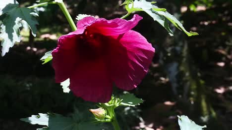 Rote-Rosellenblüten