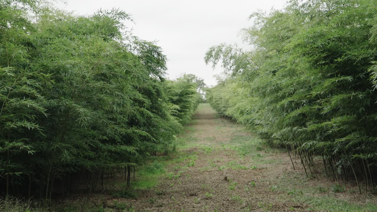 bosque de bambú, la cámara se inclina hacia abajo hacia arriba