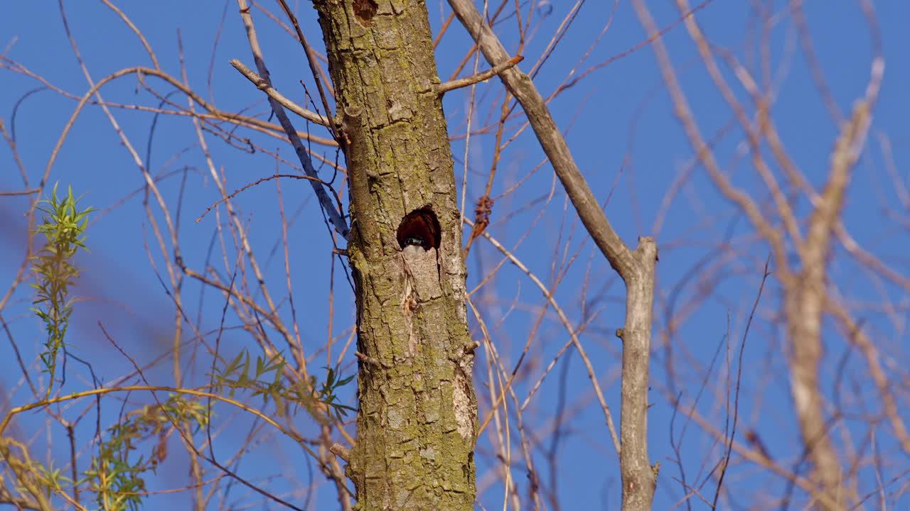 Light reflects into tree hole nest