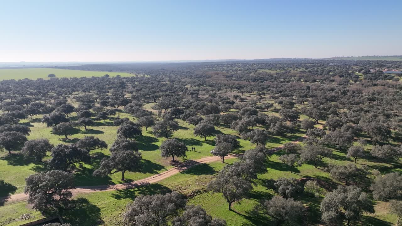 paisaje con árboles, hierba y camino de tierra