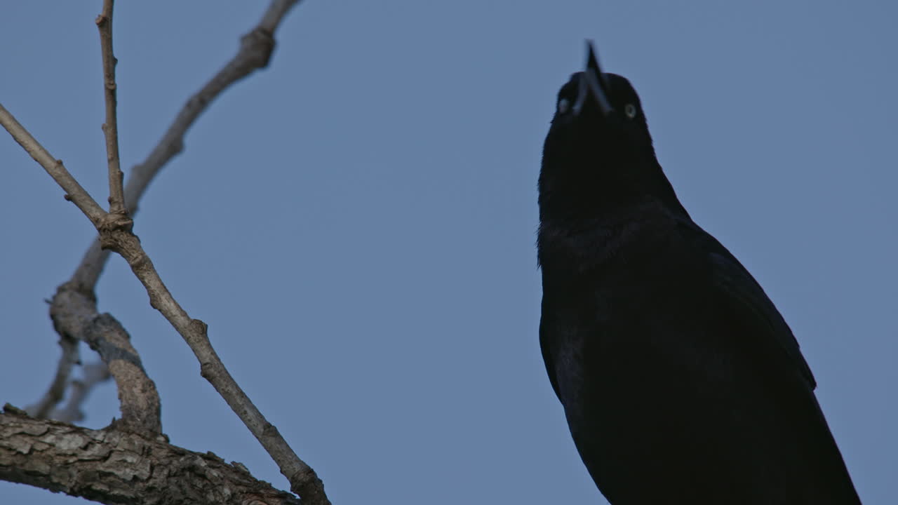 Primo piano di un corvo nero che gracida su un albero.