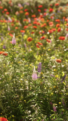 close-up view of a wildflower meadow