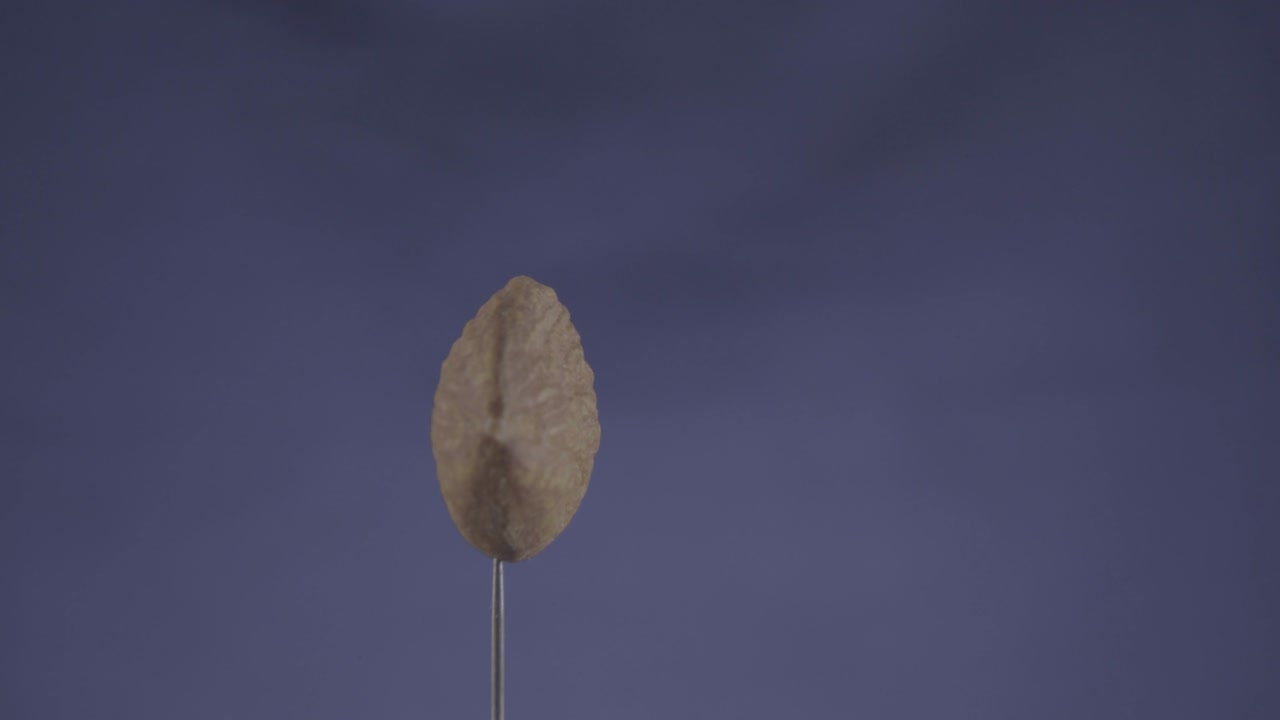 Almond rotating with loop on blue screen for chroma key