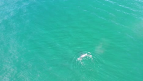 Scenic-View-Of-Humpback-Whale-Swimming-At-The-Pacific-Ocean-aerial-view