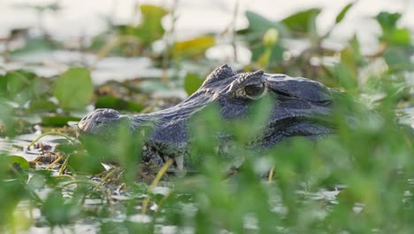 jacare caiman lying still in shallows of wetland