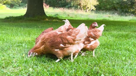 shot of free-roaming chickens pecking after corn in sunny park, green grass and tree in background