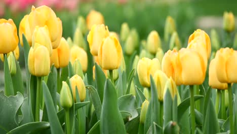 yellow tulips in bloom