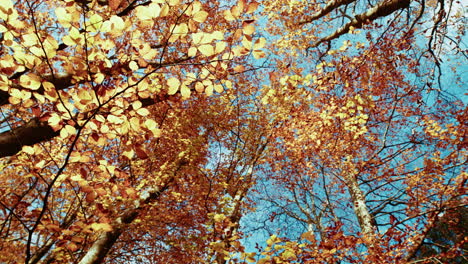 orange color trees crowns in autumn fall with blue skies for mental relaxation