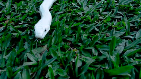 white snake on green background