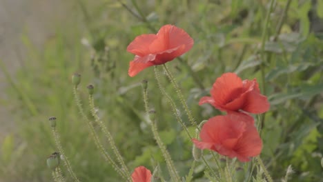 red poppies growing. wild in countryside