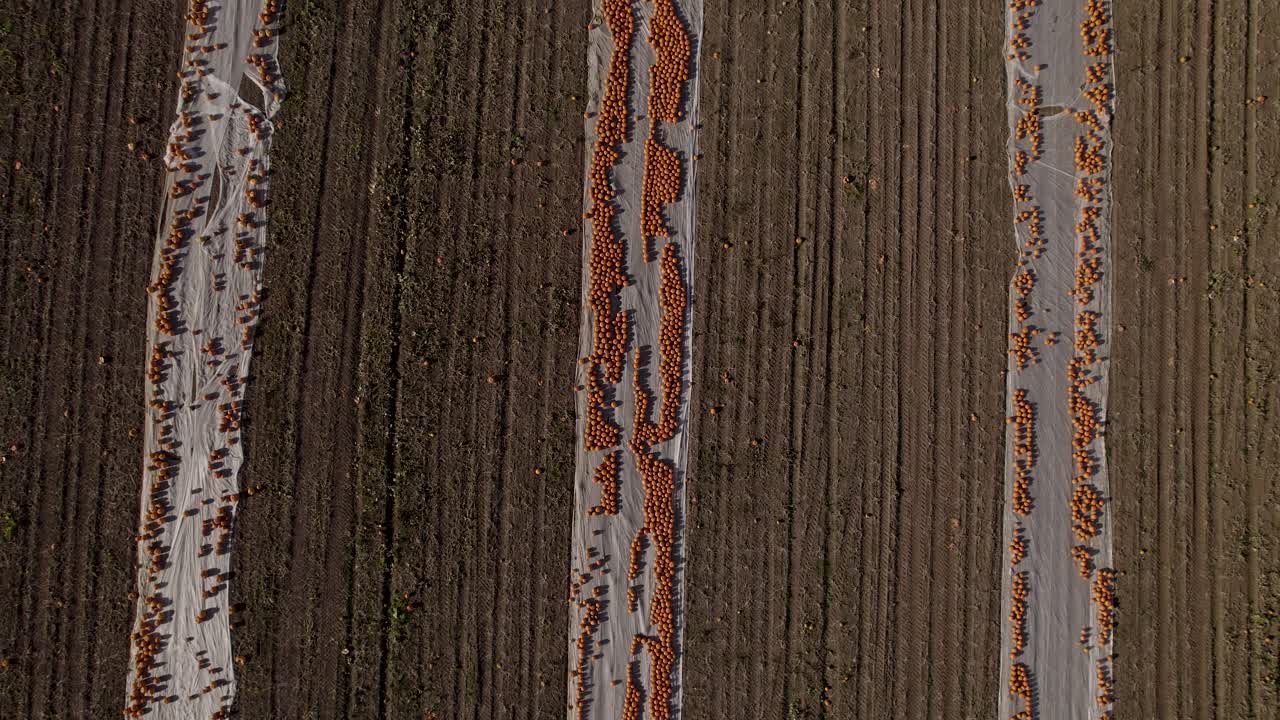 필드 상단 보기의 행에 있는 호박