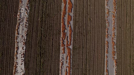 pumpkins in rows in field top view