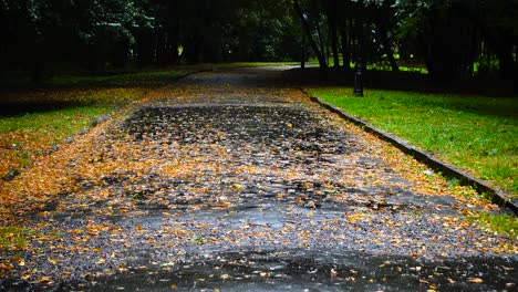 wet road in the autumn park during the rain. autumn leaves on wet asphalt.
