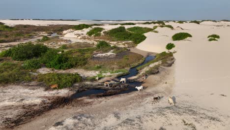 lencois maranhenses desert with cattle grazing along a creek in the dunes