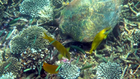 hawksbill sea turtle slowly swimming in blue water through sunlight, try to find food on coral reef. scuba on wildlife. underwater marine life tropical turtle in wild nature