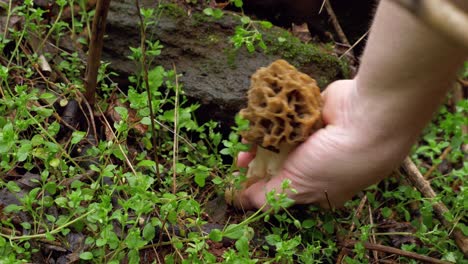 morel mushroom hiding in forest picked by male white hand, handheld