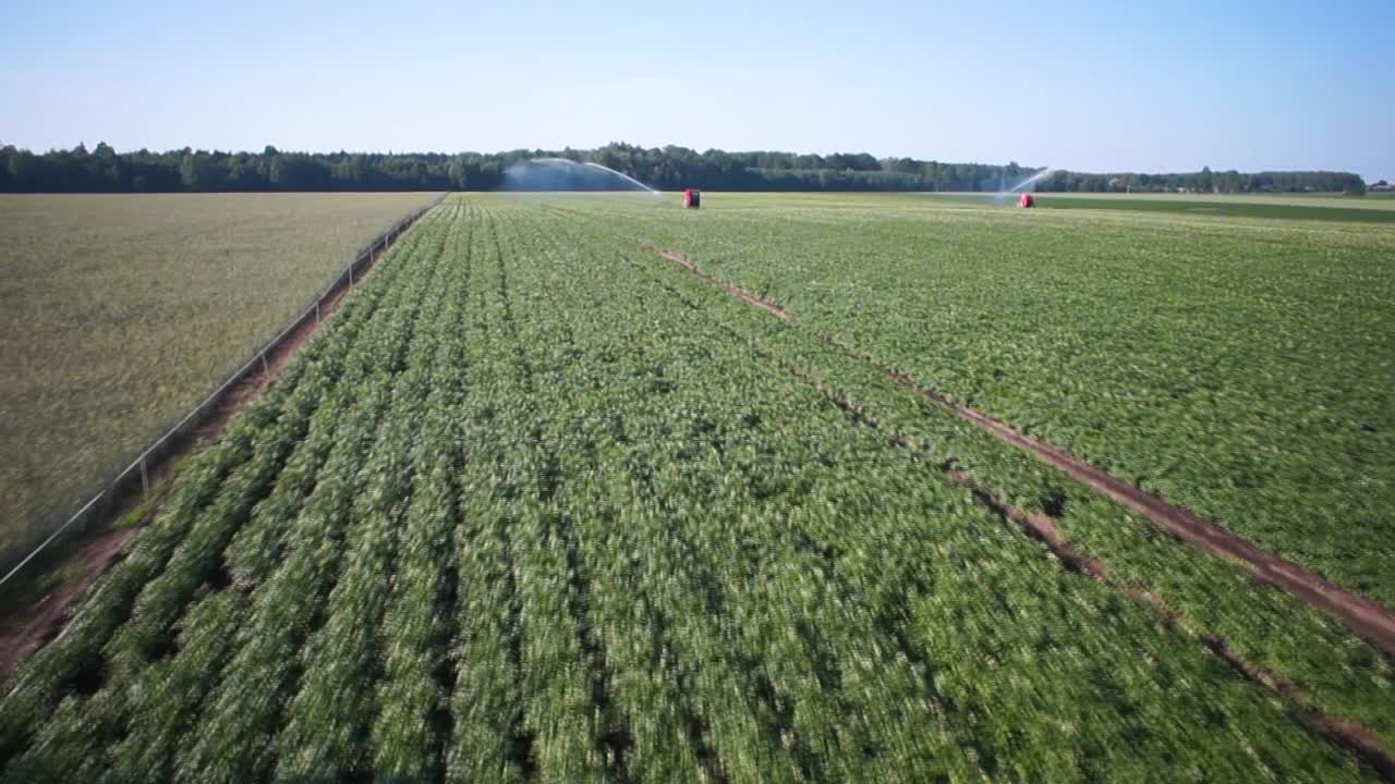 volar sobre la ducha de lluvia - sistema de riego en el campo de patatas