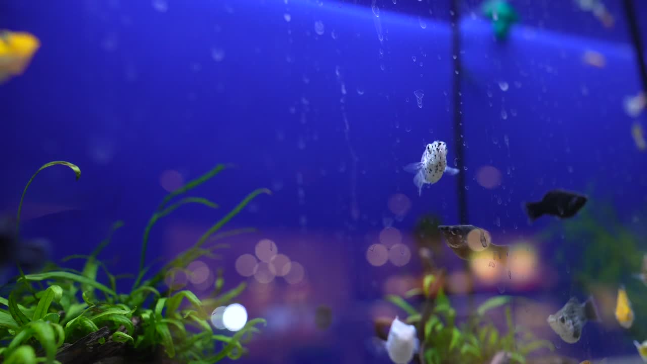 peces coloridos en un acuario