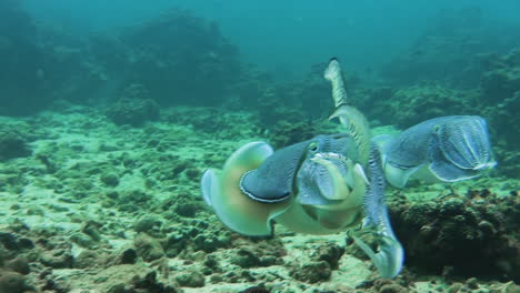 Courtship-behavior-of-Pharaoh-cuttlefish