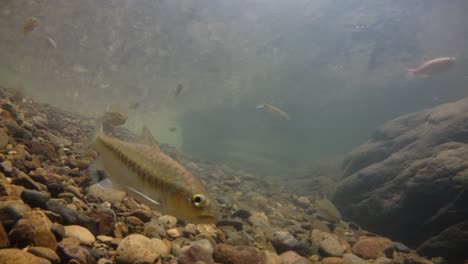 Der-Kaeng-Krachan-Nationalpark-Ist-Die-Heimat-Vieler-Fantastischer-Wildtiere-Und-Die-Bäche-Sind-Eine-Lebensquelle-Für-Frisches-Wasser,-Das-Tiere-Trinken-Und-Fische-Herumschwimmen-Können