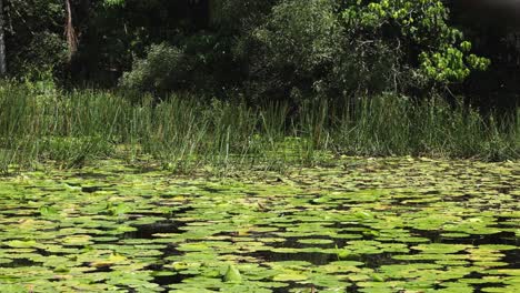 peaceful water surface covered with lily pads