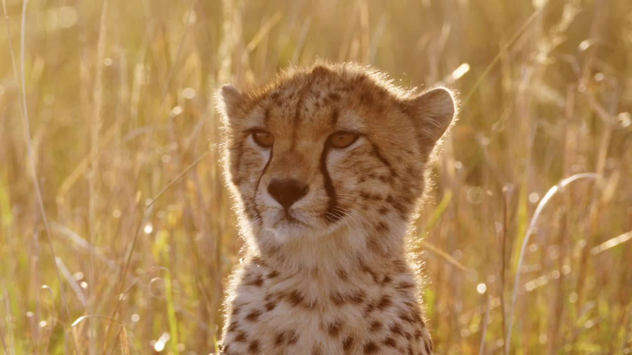cámara lenta de la vida silvestre africana, cachorro de guepardo joven retrato de cara cercana, lindos bebés animales en áfrica en una hermosa puesta de sol de color naranja dorado en la hierba larga en masai mara, kenia, masai mara