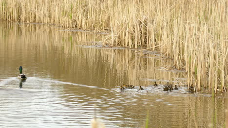 Stockente-Mit-Winzigen-Küken,-Die-Im-Seewasser-Schwimmen,-Handheld-Ansicht