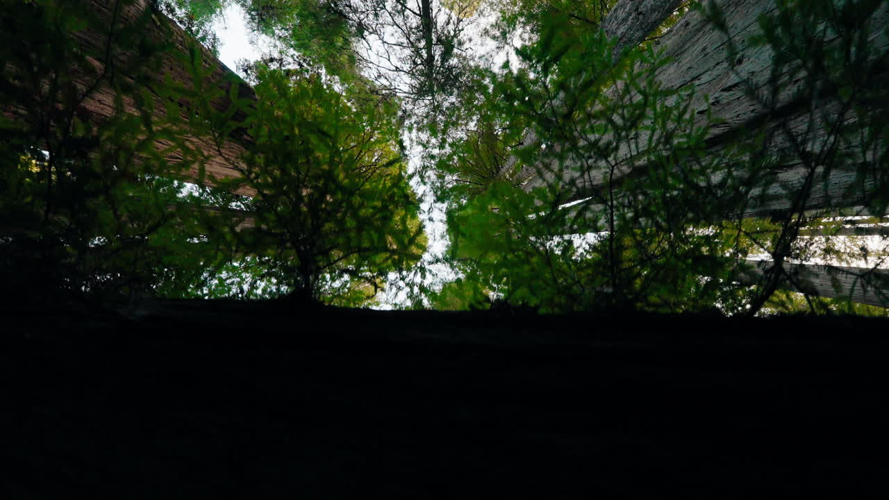 Under the canopy of the redwoods a scenic walk through nature