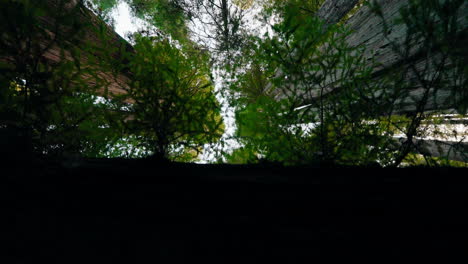 under the canopy of the redwoods a scenic walk through nature