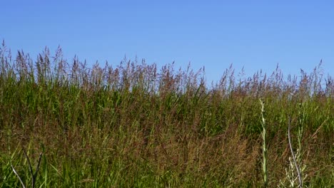 Filmaufnahmen-Von-Unkraut,-Das-Vom-Wind-In-Zeitlupe-Bewegt-Wird