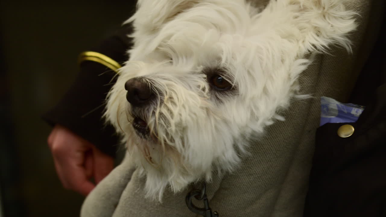 White dog peeking out from a person's pet carrier, receiving a treat experiencing companionship. Copenhagen, Denmark
