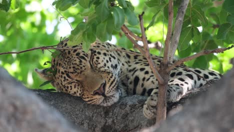 leopardo durmiendo en el árbol en verano