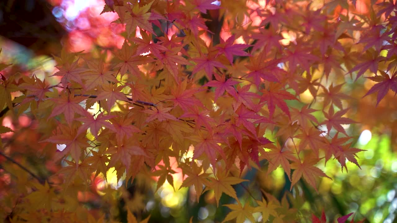 Close up of beautiful Japanese Momiji Maple leaf tree in slow motion